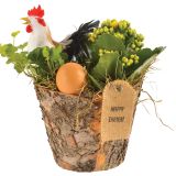 CVETOČA RASTLINA VELIKA NOČ NASAD BRŠLJANA IN KALANDIVE