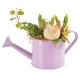 CVETOČA RASTLINA VELIKA NOČ NASAD PALME IN KALANDIVE