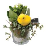 CVETOČA RASTLINA VELIKA NOČ NASAD PILEJE IN KALANDIVE