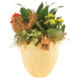 CVETOČA RASTLINA VELIKA NOČ NASAD V OKRASNEM LONČKU