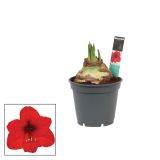 CVETOČA RASTLINA VITEZOVA ZVEZDA