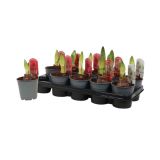 CVETOČA RASTLINA VITEZOVA ZVEZDA MIX 1 ČEBULICA