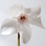 CIKLAMA VOLMARY ELFJES MIX L12