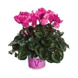 CIKLAMA VOLMARY CABRILLA COLOURS L12