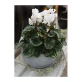 CIKLAMA VOLMARY CABRILLA COLOURS L12