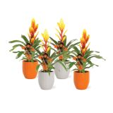 CVETOČA RASTLINA VRIESEA NOČ ČAROVNIC