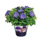 CVETOČA RASTLINA ZVONČNICA DUBLIN BLUE L11