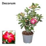 CVETOČA SOBNA RASTLINA ADENIUM OBESUM L13 CM (PUŠČAVSKA ROŽA)