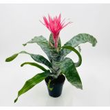 CVETOČA SOBNA RASTLINA AECHMEA PRIMERA (EHMEJA) L12 CM