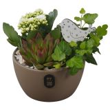 CVETOČA SOBNA RASTLINA ARANŽMA PTIB5159 V OKRAS. LON. L14 CM