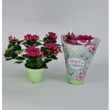 CVETOČA SOBNA RASTLINA BUVARDIJA L12