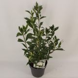 CVETOČA SOBNA RASTLINA GARDENIA L15 CM