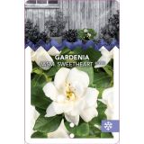 CVETOČA SOBNA RASTLINA GARDENIA L15 CM