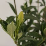CVETOČA SOBNA RASTLINA GARDENIA L15 CM