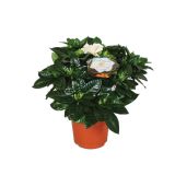 CVETOČA SOBNA RASTLINA GARDENIJA JASMINOIDES L13