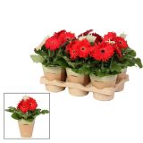 CVETOČA SOBNA RASTLINA GERBERA RDEČA L12 CM