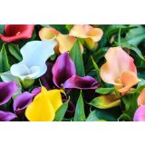 CVETOČA SOBNA RASTLINA KALA L12 CM