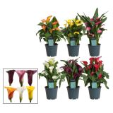 CVETOČA SOBNA RASTLINA KALA L14 CM
