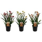 CVETOČA SOBNA RASTLINA KENGURUJEVE TAČKE L12