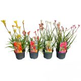 CVETOČA SOBNA RASTLINA KENGURUJEVE TAČKE (ANIGOZANTHOS) L17 CM