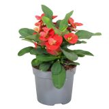 CVETOČA SOBNA RASTLINA KRISTUSOV TRN (EUPHORBIA MILII) L13 CM