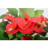 CVETOČA SOBNA RASTLINA KRISTUSOV TRN (EUPHORBIA MILII) L13 CM