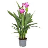 CVETOČA SOBNA RASTLINA KURKUMA SIAM SPLASH (3+ CVETOV) L13 CM