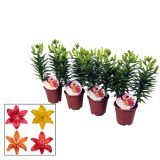 CVETOČA SOBNA RASTLINA LILIJA MIX L13