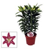 CVETOČA SOBNA RASTLINA LILIJA MIX L13