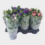 CVETOČA SOBNA RASTLINA LISIANTHUS BOLERO L10.5 CM