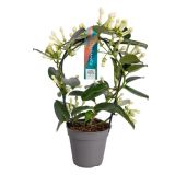CVETOČA SOBNA RASTLINA MADAGASKARSKI JASMIN NEVESTICA L12