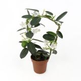 CVETOČA SOBNA RASTLINA STEPHANOTIS BOW NEVESTICA L12 CM