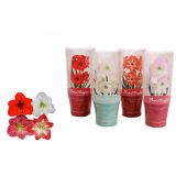 CVETOČA SOBNA RASTLINA VITEZOVA ZVEZDA-AMARILIS MIXL12