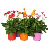 CVETOČA SOBNA RASTLINA VOLMARY GERBERA L13 GARVINEA SWEET COLOURS
