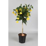 MEDITERANSKE RASTLINE CVETOČE NA STEBLU MIX L19