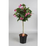 MEDITERANSKE RASTLINE CVETOČE NA STEBLU MIX L19