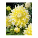 DALIJA HOLLAND BULB MARKET DEKORATIVNA GRAND PRIX