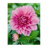 DALIJA HOLLAND BULB MARKET DEKORATIVNA LAVENDER PERFECTION