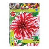 DALIJA HOLLAND BULB MARKET DEKORATIVNA PENNY LANE