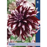 DALIJA HOLLAND BULB MARKET DEKORATIVNA TARTAN