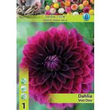 DALIJA HOLLAND BULB MARKET DEKORATIVNA VOO DOO