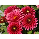 DALIJA HOLLAND BULB MARKET FRIVOLIUS GLOW