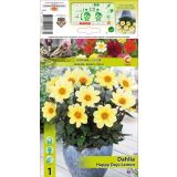 DALIJA HOLLAND BULB MARKET HAPPY DAYS LEMON