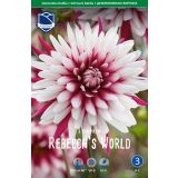 DALIJA LEFEBER RBECCA'S WORLD 1KOS
