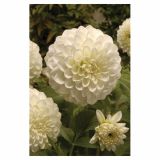 DALIJA HOLLAND BULB MARKET OKROGLA BOOM BOOM WHITE