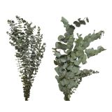 DEKORACIJA EVERLANDS VEJA EVKALIPTUS 65 CM SORT