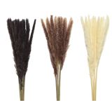 DEKORACIJA EVERLANDS VEJA RJAVE BARVE 75 CM SORT