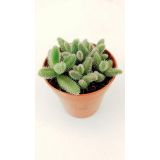 ENOLETNICA DELOSPERMA L5.5