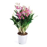 DENDROBIJ BERRY ODA VIJOLIČEN L12