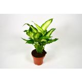 DIFENBAHIJA CAMILLA L12